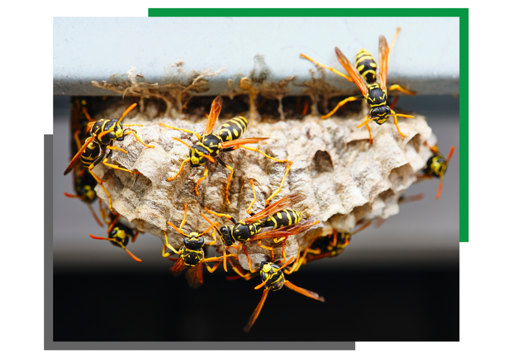 Wasps Dispatch Pest Control
